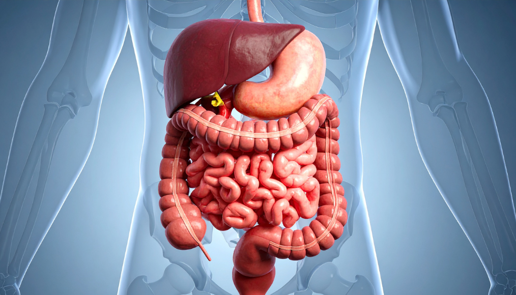 Why Gut Health Is the Foundation of Whole-Body Wellness